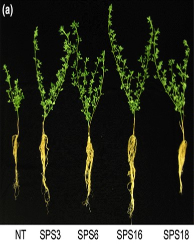 Transgenic alfalfa (Medicago sativa) with increased sucrose phosphate synthase activity shows enhanced growth when grown under N2-fixing conditions.